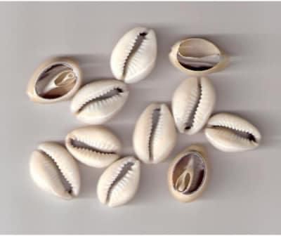 How Significant is Cowrie Shell in Contemporary Nigeria?